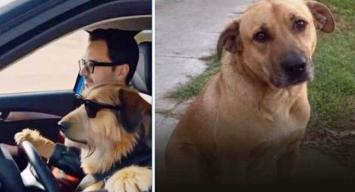 Maltrato animal: proyecto de ley de diputado provincial contempla hasta 60 días de arresto